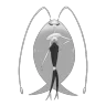 Pheromosa shiny form